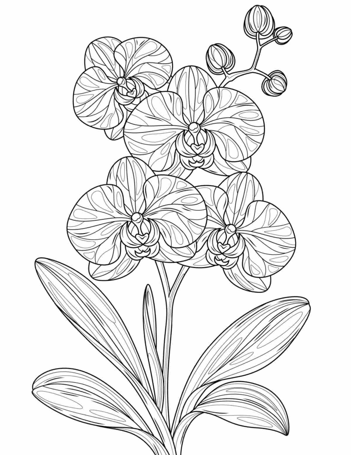 Uma página para colorir de orquídeas para imprimir com uma orquídea phalaenopsis com quatro flores e quatro botões no centro da folha para colorir.