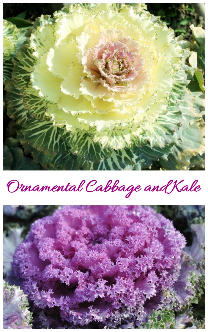 Plantas de couve ornamental e couve em uma colagem. O texto roxo diz couve ornamental e couve.