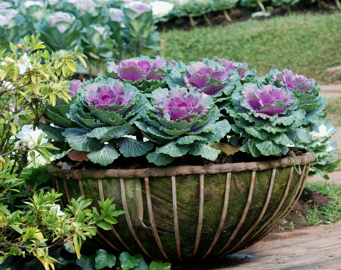 Cesta de couve ornamental sentada em um deck ao lado de plantas verdes e um gramado.