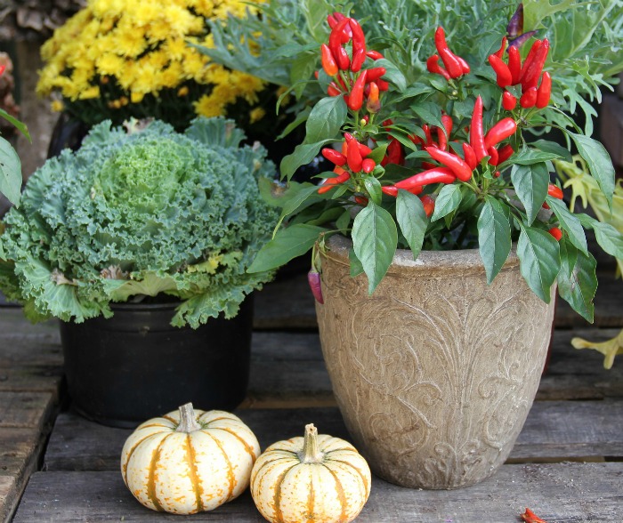 Pimentas ornamentais em um vaso branco perto de crisântemos, couve ornamental e abóbora pequenas.