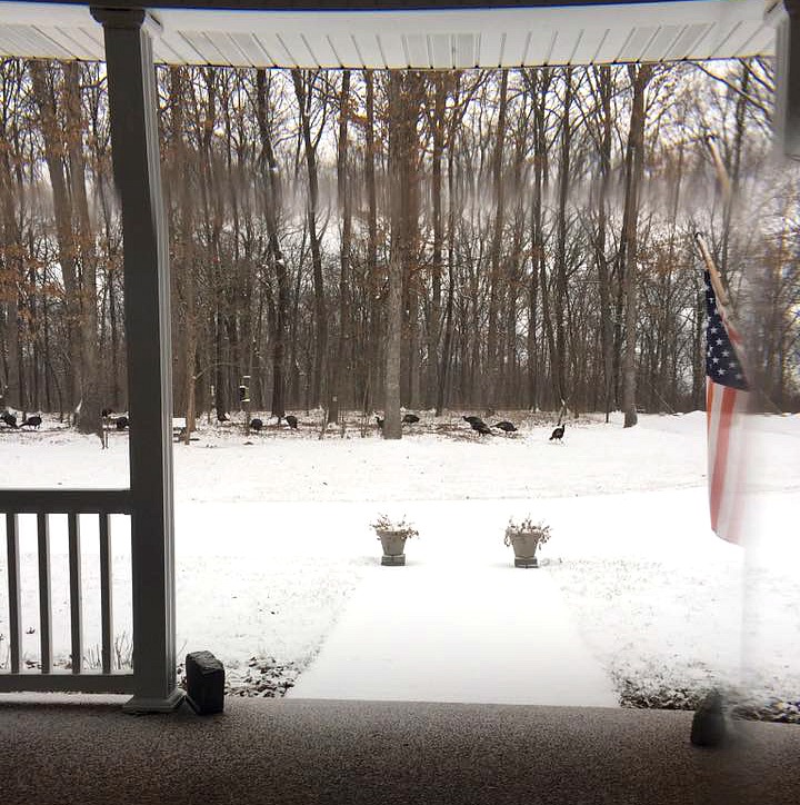 Perus encontrando comida na neve em Osage Bend, Missouri