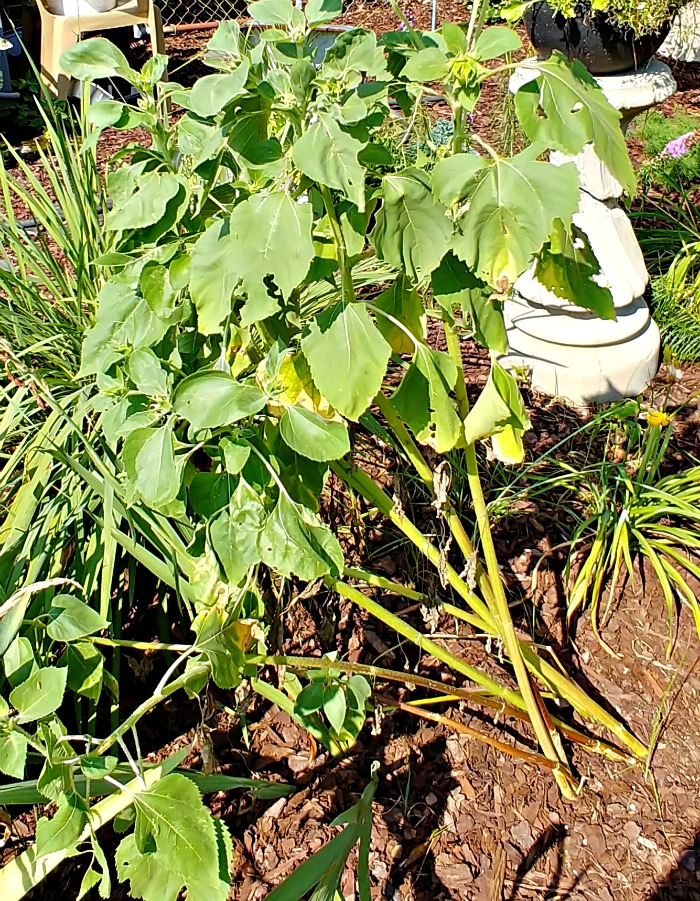 Plantas com folhas amareladas em um jardim, indicando excesso de fertilização.