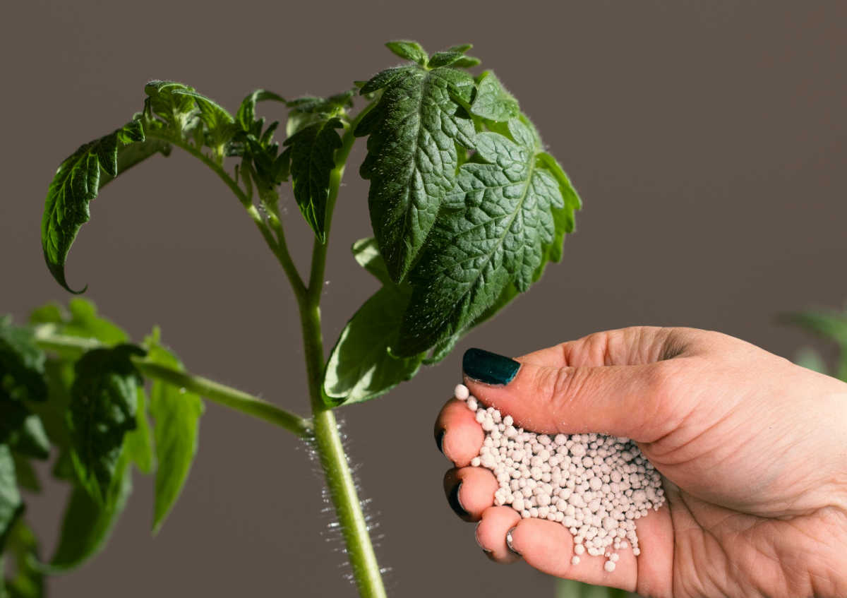 Mão segurando fertilizante perto de uma planta de tomate.