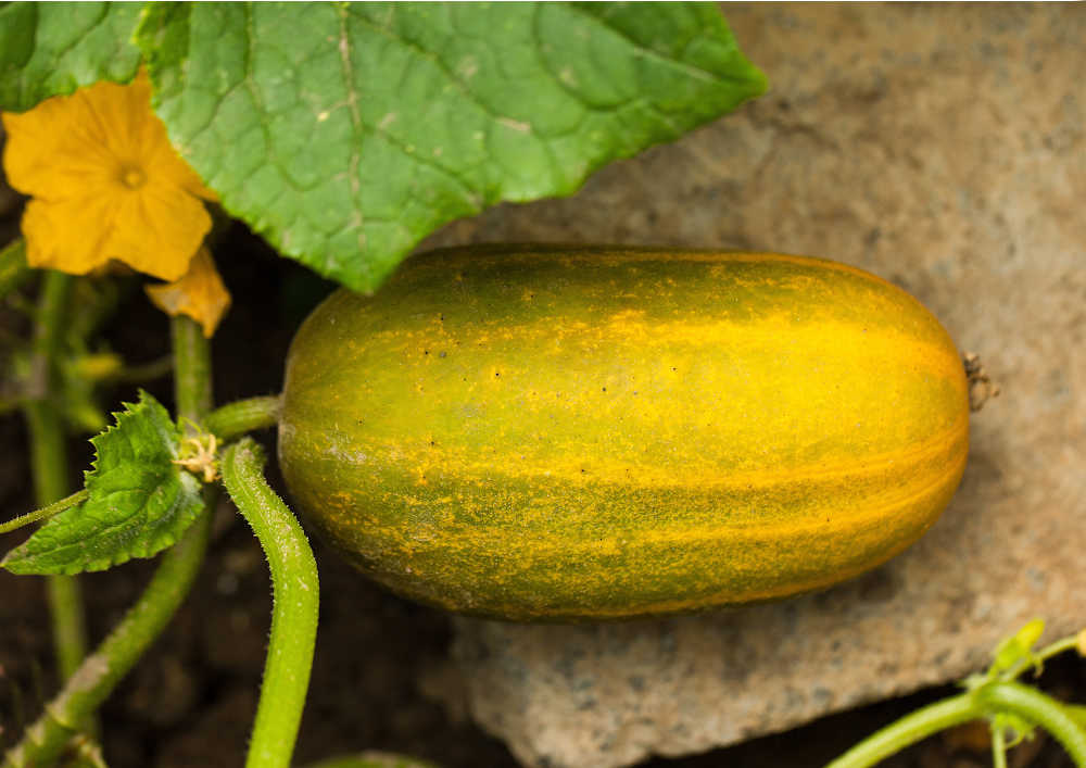 Pepino muito grande ficando amarelo no jardim.