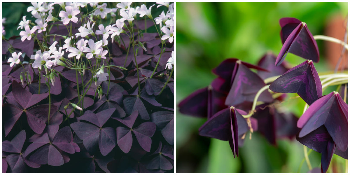Folhas do oxalis roxo com flores brancas, abertas durante o dia, e dobradas à noite.