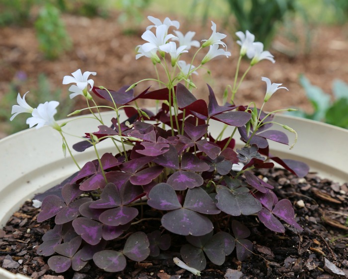 Oxális tem folhas em forma de trevo e flores bonitas. É uma ótima planta interna.