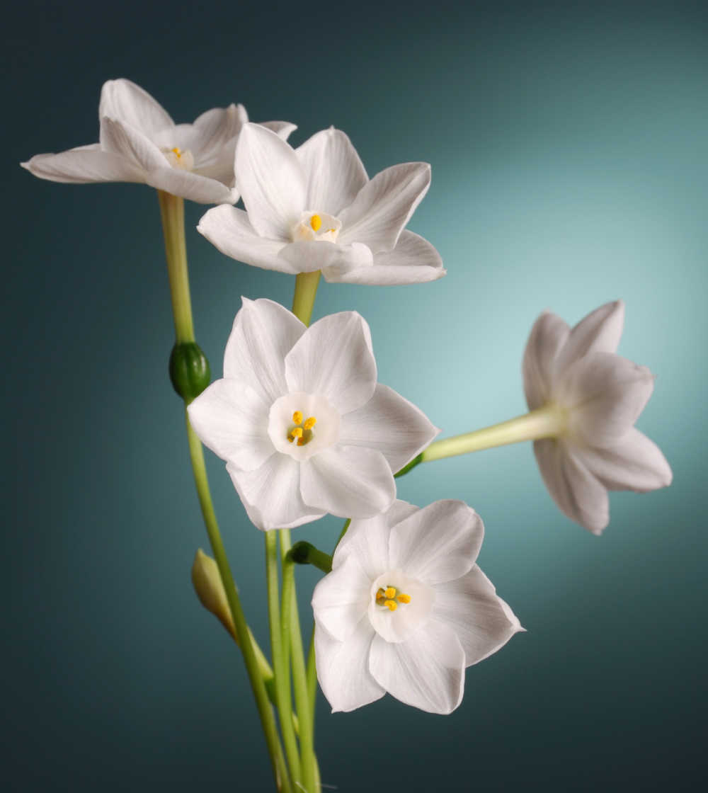 Flores de paperwhite em um fundo verde-azulado.