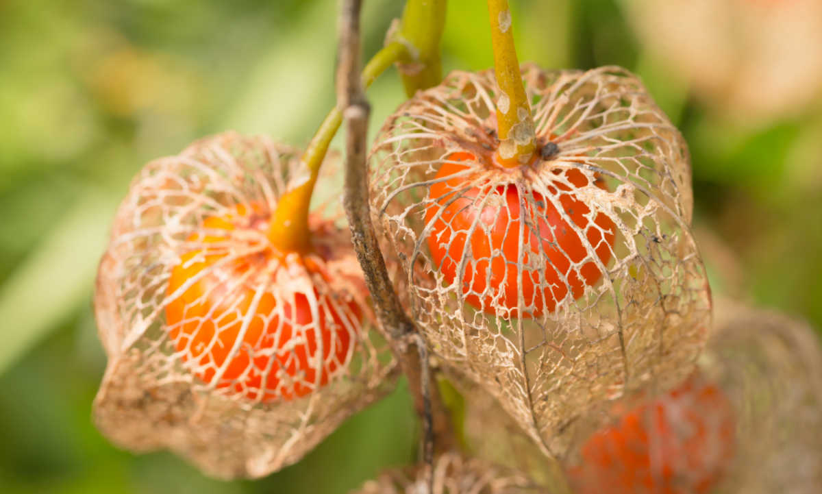Cápsula quebradiça e semelhante a papel da planta lanterna chinesa.