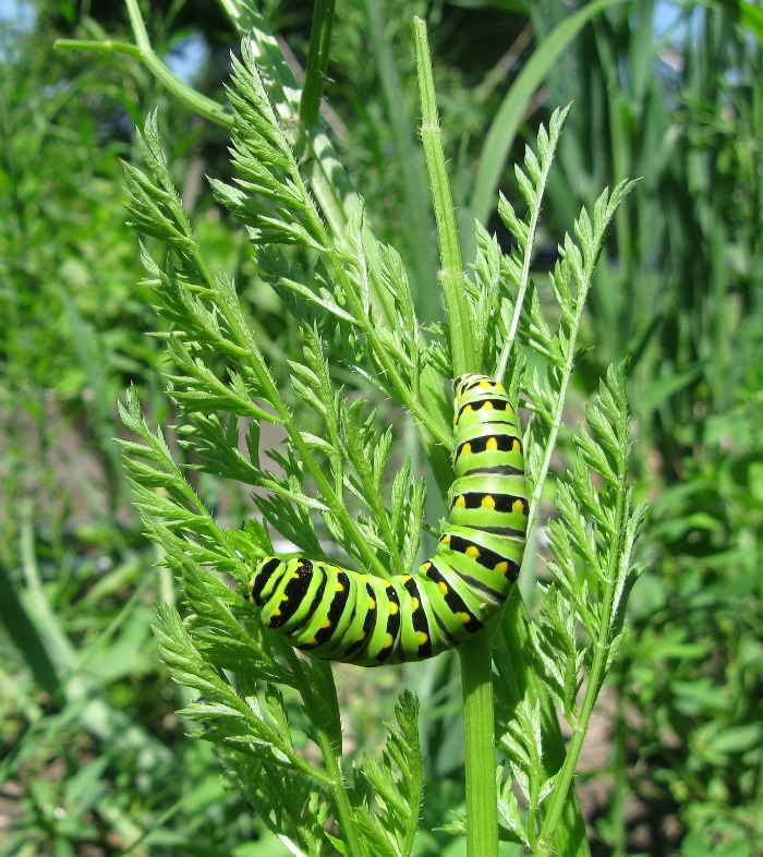 Lagarta comendo uma planta de salsinha.