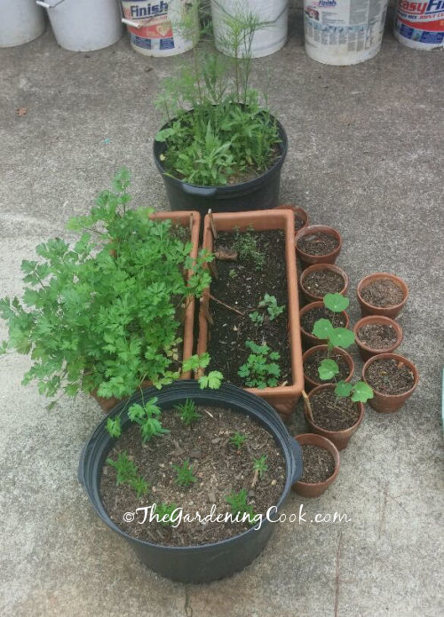 Jardins de ervas para pequenos espaços. Recipientes cultivando um jardim de ervas com endro, salsa e capuchinhas como planta companheira.