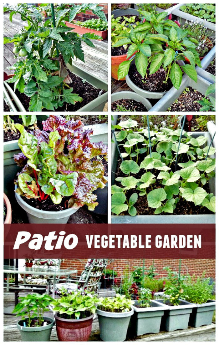 Uma horta de hortaliças no terraço com tomates, pimentões, acelga, feijão, alface, ervas e muito mais.