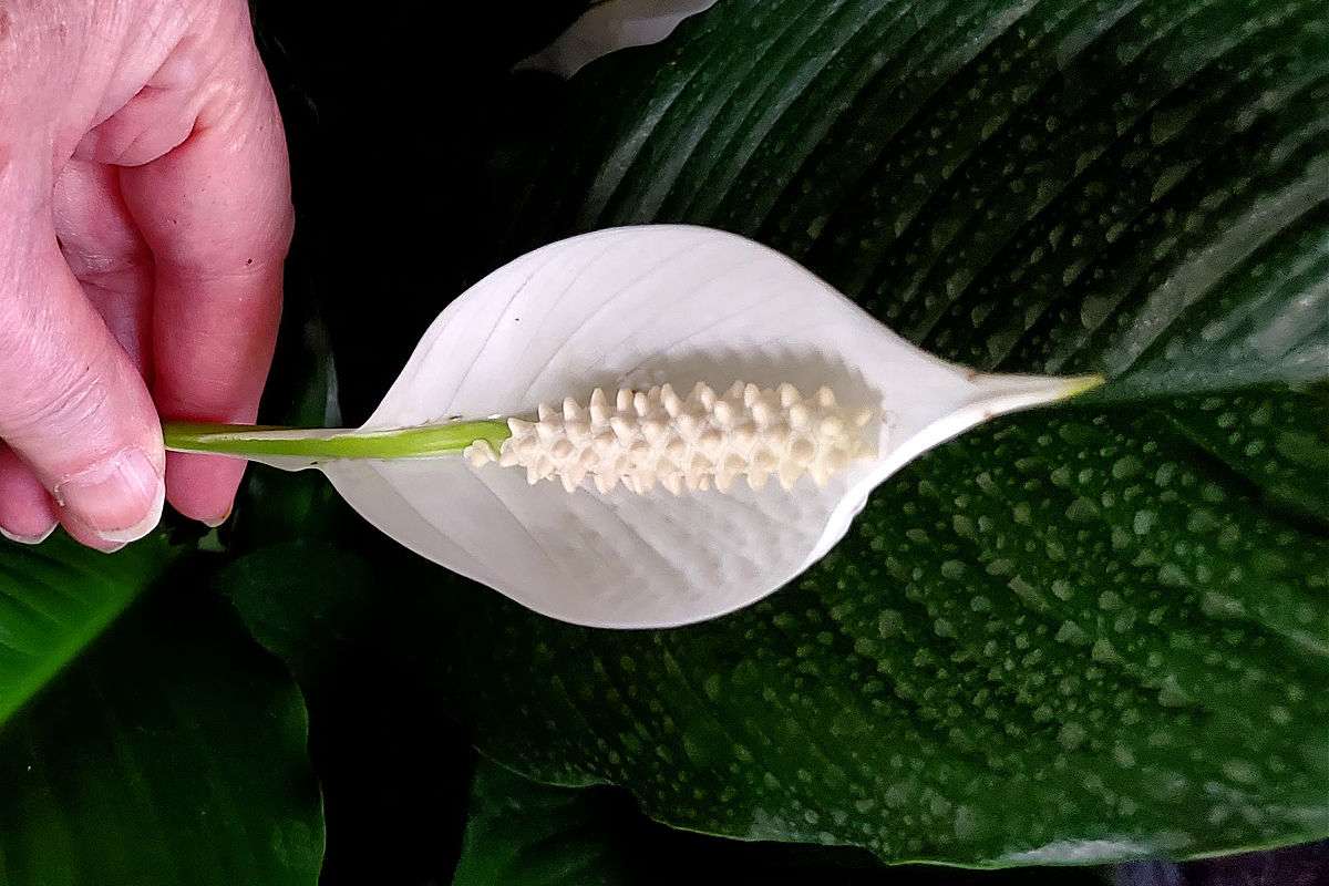 Mão segurando uma flor branca de lírio da paz.