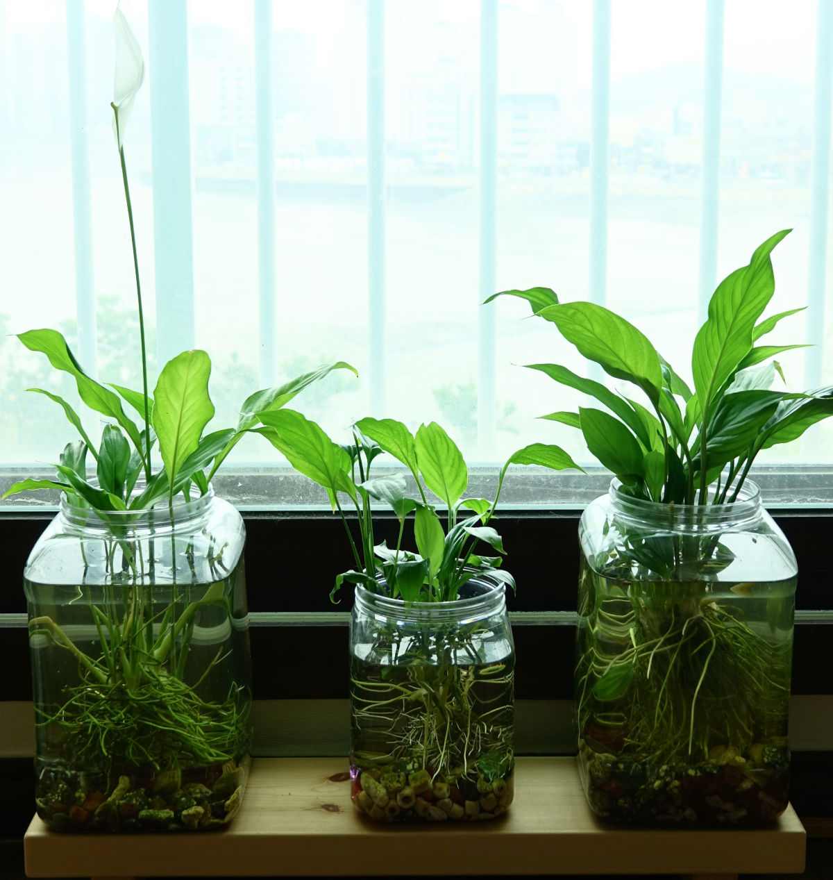 Três recipientes de água com plantas de spathiphyllum crescendo dentro deles.