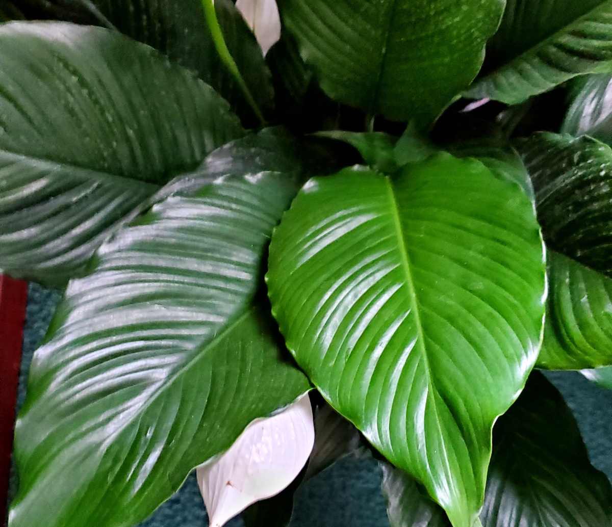 Folhagem exuberante do spathiphyllum.