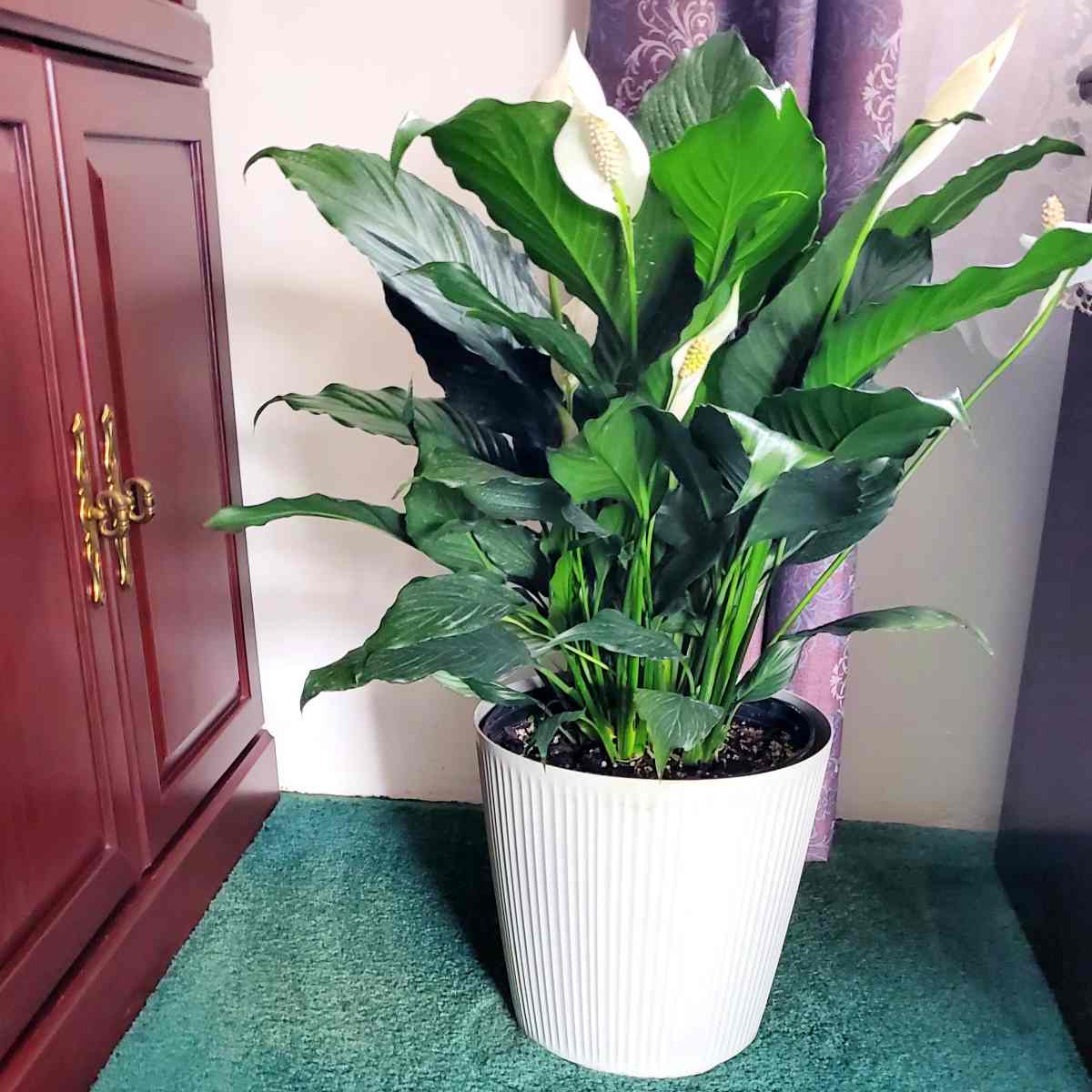 Planta de Spathiphyllum em um vaso branco perto de um armário de madeira.