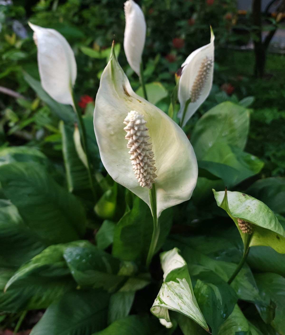 Flores de uma peace lily.