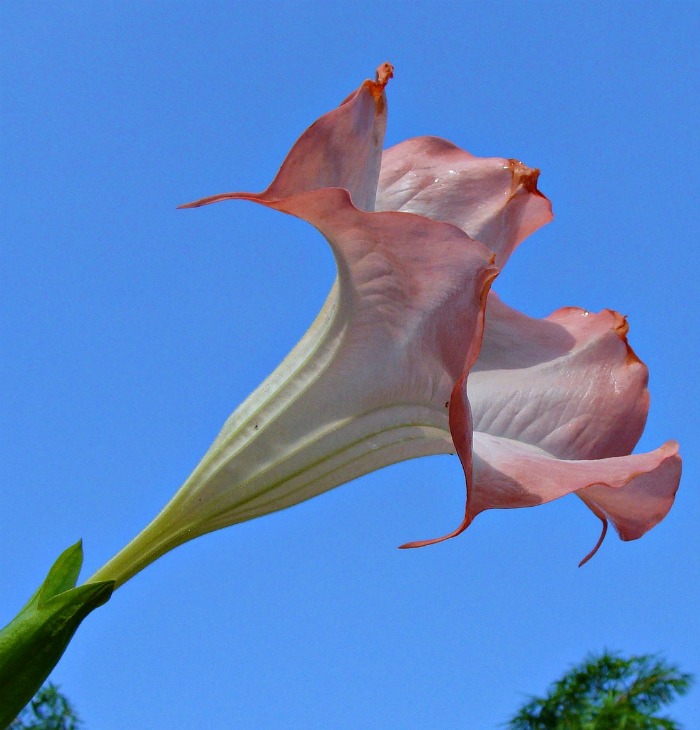 Flor de trombeta dos anjos pêssego ao sol.