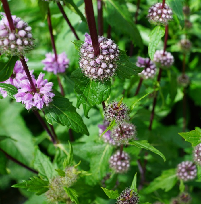 Pennyroyal é conhecido como uma planta repelente de mosquitos
