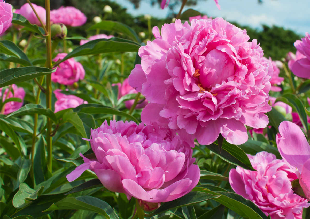 Flores de peônia rosa desabrochando em um jardim ensolarado.