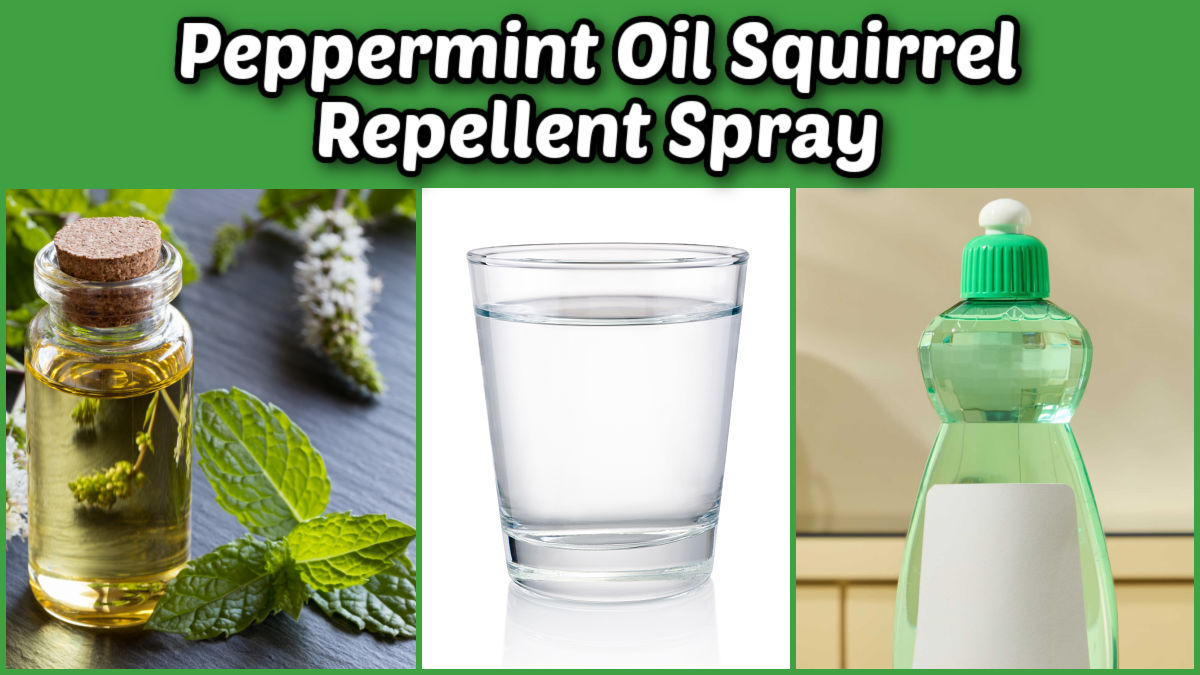 Uma colagem mostrando os ingredientes para o spray repelente de esquilos com óleo de hortelã-pimenta.