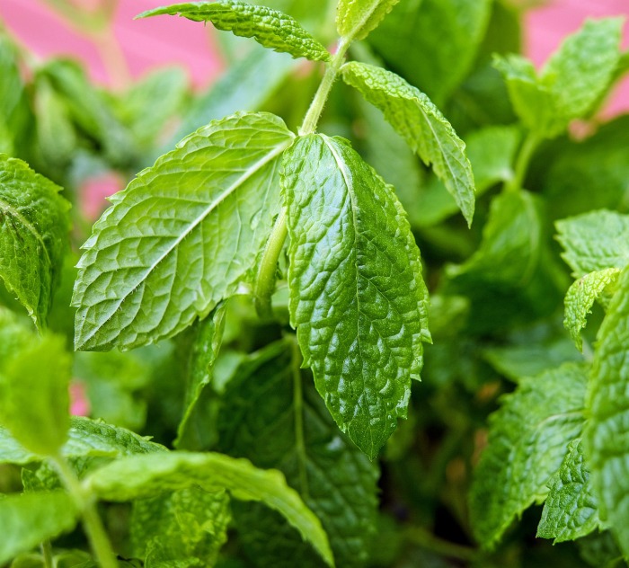 Hortelã-pimenta é uma das melhores plantas de menta para manter os mosquitos longe.