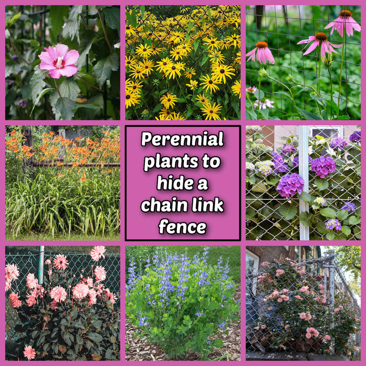 Fotos de plantas perenes para esconder uma cerca de tela, com nomes ao lado de cada foto.