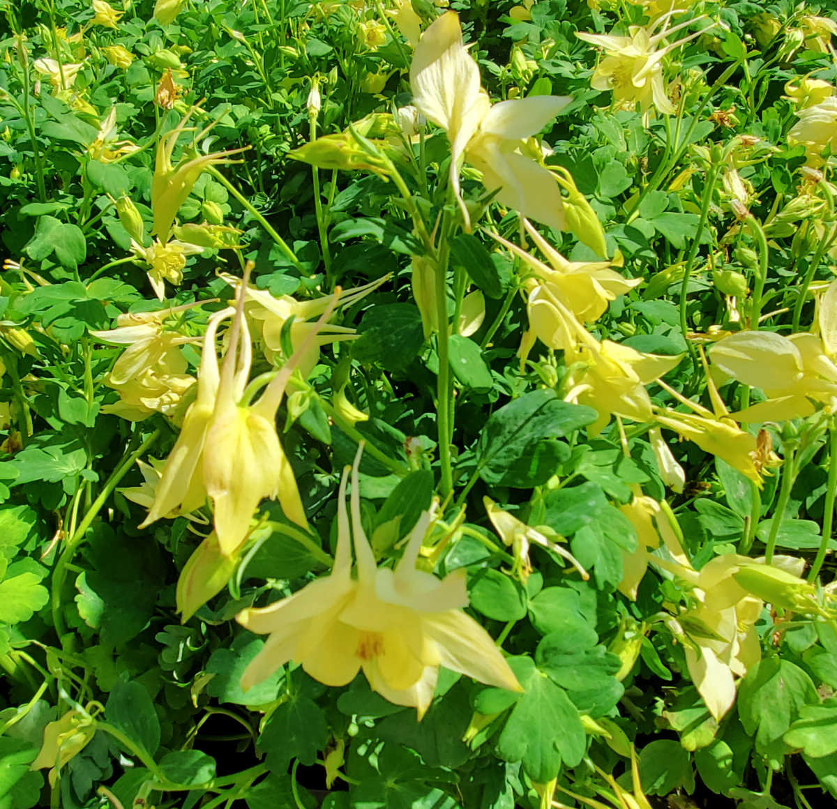 Um grupo de flores amarelas de columbina pendendo sobre a folhagem verde no início da primavera.