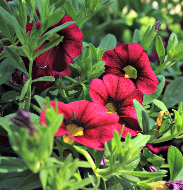 Calibrachoa, também conhecida como mini-petúnia, é uma planta comum de bordadura de verão que é autolimpante.