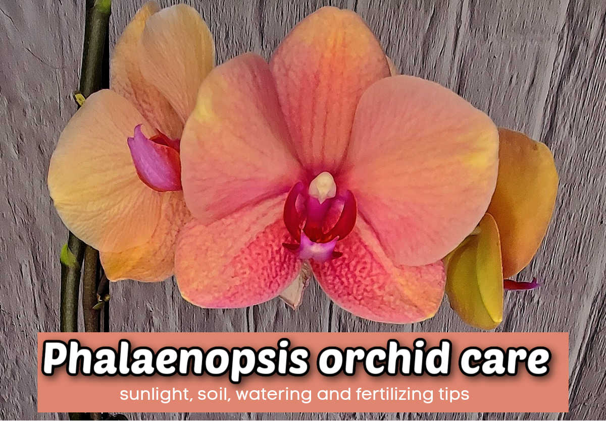 Um close de uma orquídea mariposa de cor pêssego. A caixa de texto em pêssego diz Cuidados com orquídeas Phalaenopsis - luz solar, solo, rega e dicas de cuidados.