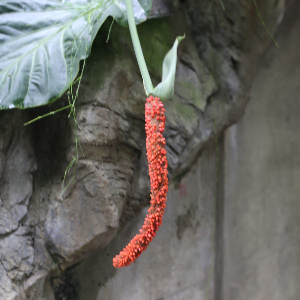Cauda-de-faisão (Anthurium schlechtendalii) Uma planta de cauda-de-faisão, também conhecida como Anthurium schlechtendalii, pendendo da planta, com uma cerca de madeira visível ao fundo.