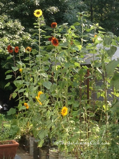 Cultive girassóis para atrair borboletas e abelhas. Girassóis em flor trazem polinizadores para um jardim de pátio.