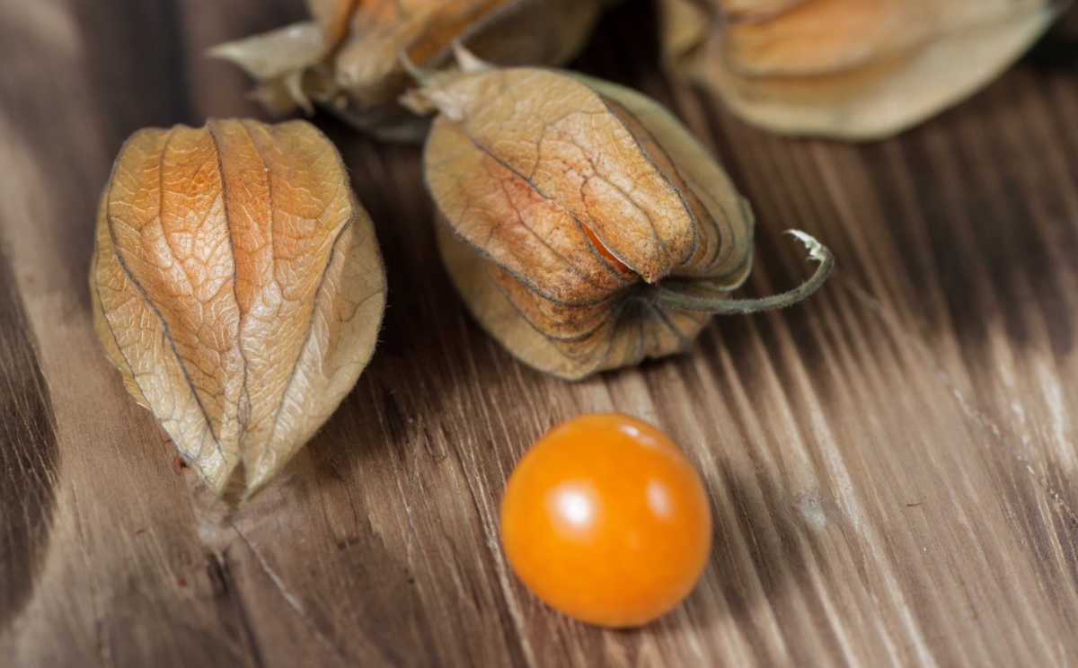 Bagas de physalis-alkekengi.