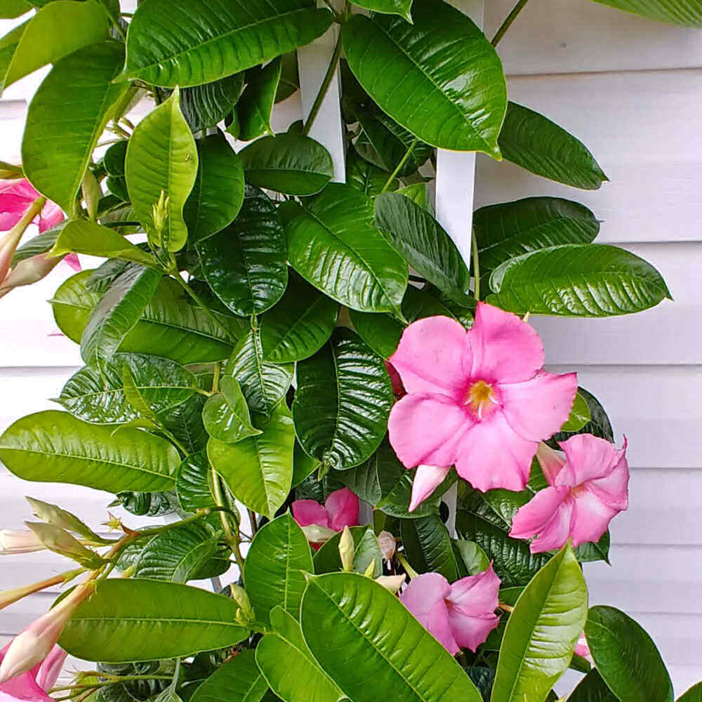 Planta de mandevilla rosa com folhas brilhantes e flores pink.