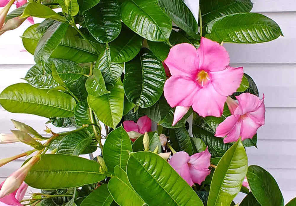 Flores rosas de uma trepadeira de mandevilla crescendo em uma treliça perto de uma casa branca.