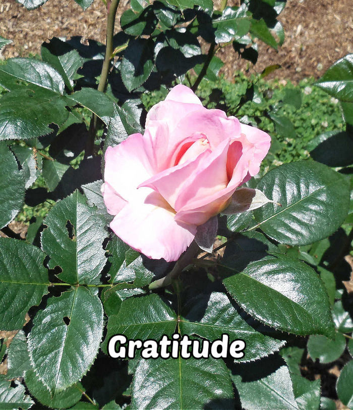 Rosa cor-de-rosa com pétalas delicadas cercada por folhas, representando gratidão, graça e admiração.