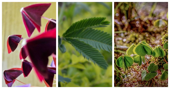 Nyctinastia de plantas exibida em oxalis, árvore de mimosa e plantas de trevo, fechando suas folhas.