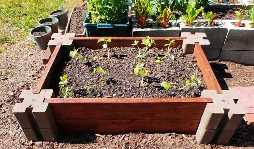 Uma cama de jardim DIY fácil plantada com plantas de pepino.