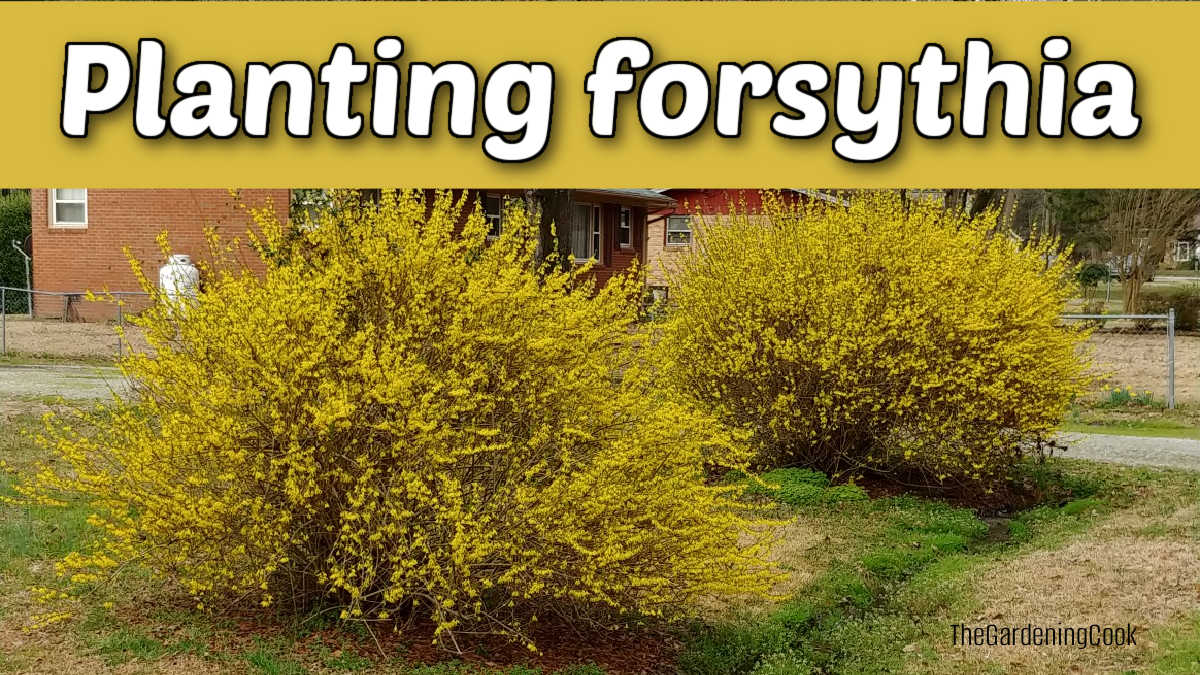 Dois arbustos de forsítia em plena floração plantados em um gramado frontal. Texto amarelo diz Plantando forsítia.
