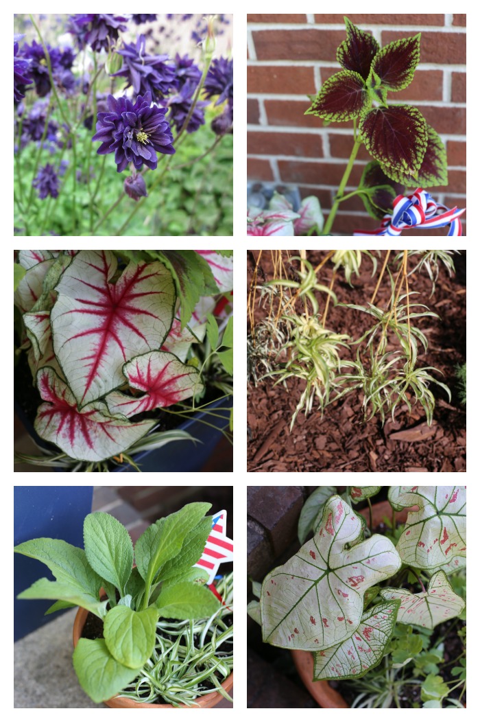 Plantas usadas para as jardineiras do 4 de Julho