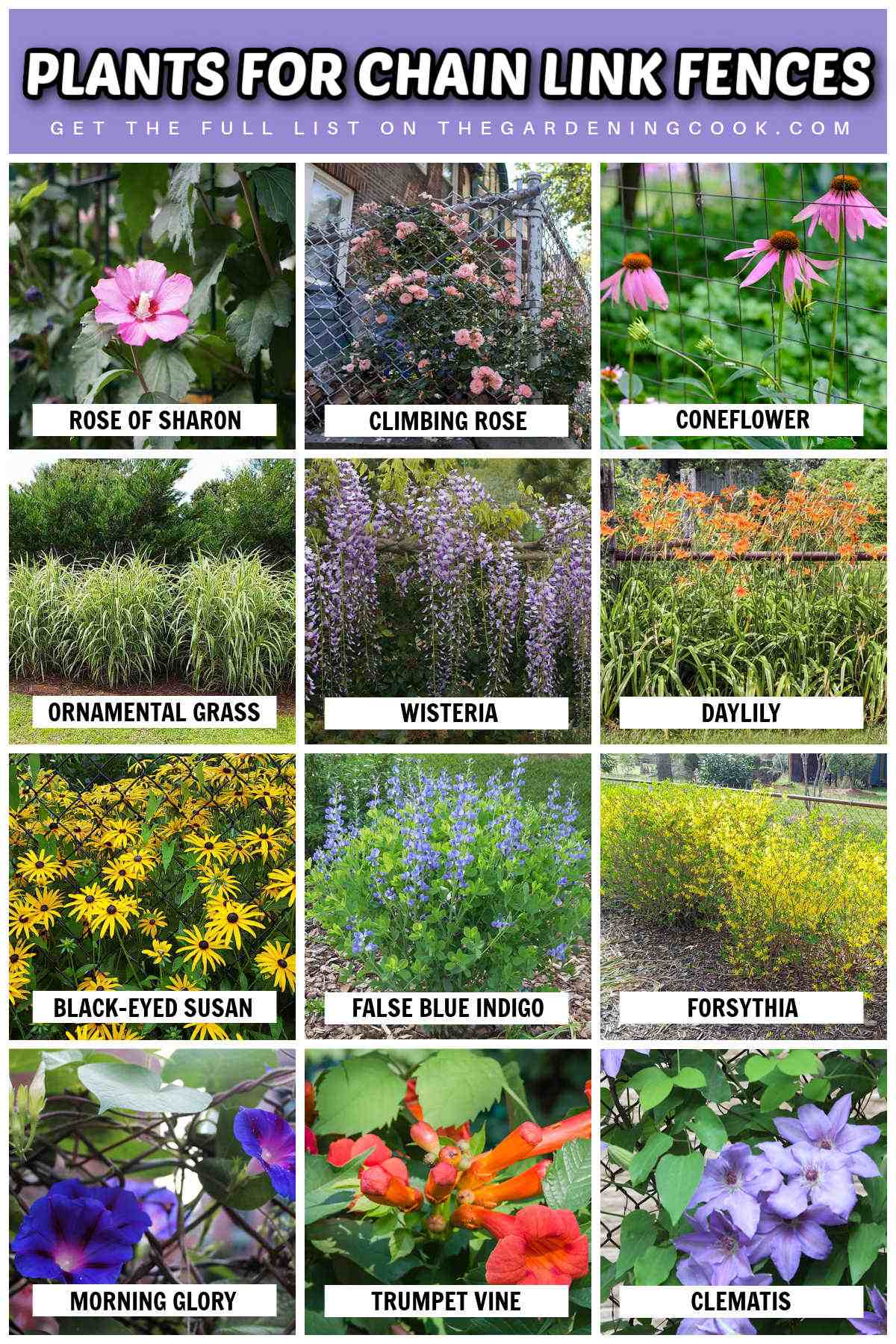 Plantas para cercas de tela - Adicione privacidade, cor e suavidade Imagens e nomes de plantas para cercas de tela para adicionar cor, suavidade e privacidade.
