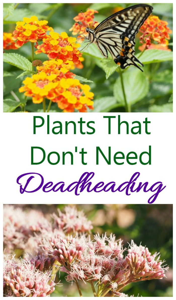 Uma colagem com fotos de lantana, uma borboleta e sedum. O texto sobreposto diz plantas que não precisam de deadheading para se manterem bonitas durante todo o verão