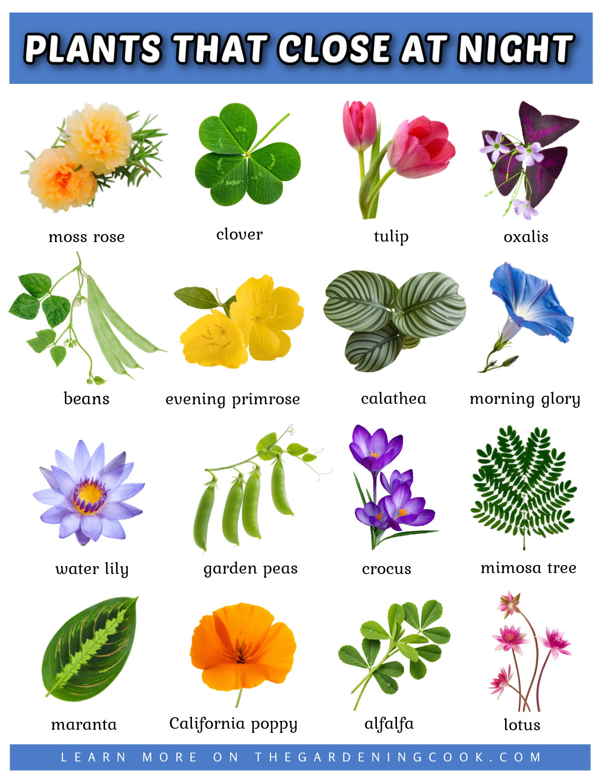 Um imprimível em formato JPG de alta definição mostrando imagens de plantas que fecham à noite, seja com suas folhas ou flores.