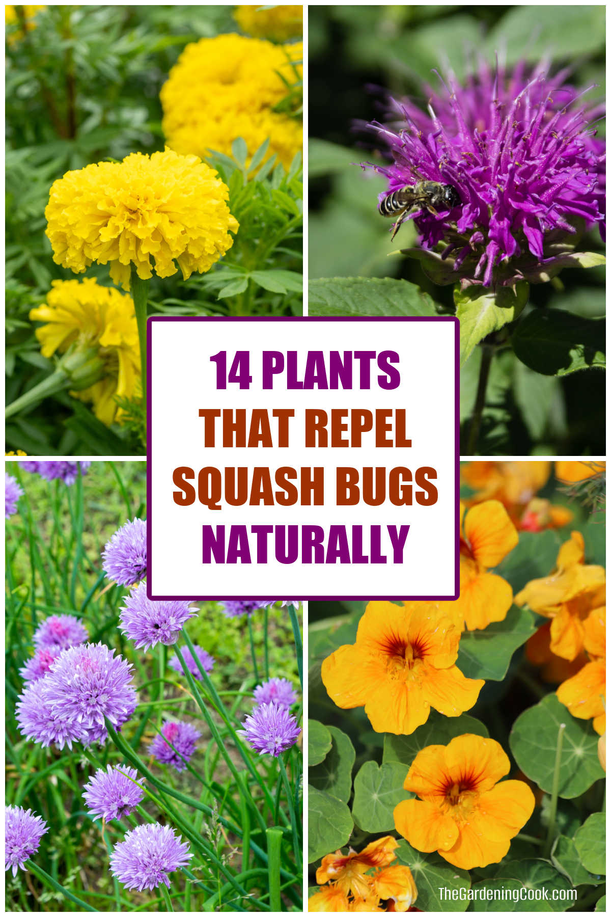 Plantas que repelem insetos da abóbora naturalmente, incluindo calêndulas, bálsamo de abelha, cebolinha e capuchinhas.