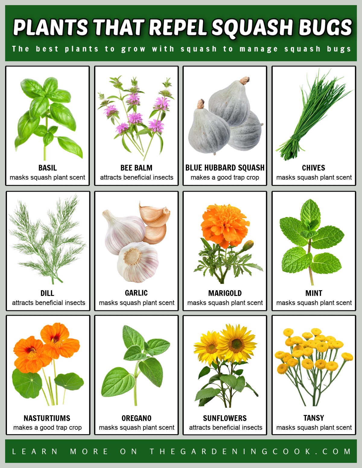 Um imprimível mostrando imagens e nomes de várias plantas que repelem insetos da abóbora por meio de mascaramento de cheiro, atraindo insetos benéficos e atuando como culturas armadilha.