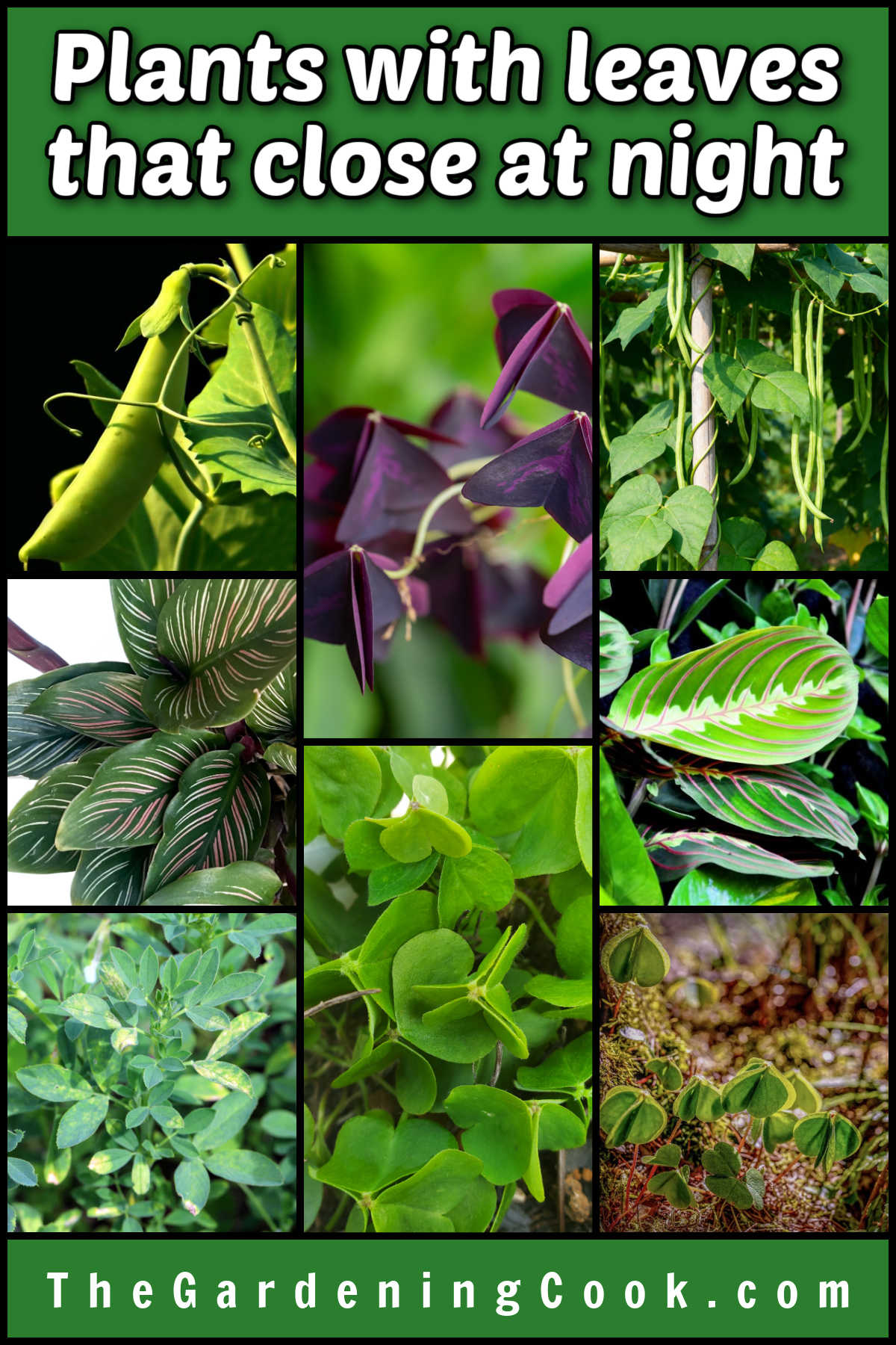 Plantas com folhas que dobram à noite incluem ervilhas, oxalis, feijões, calatéia, maranta, alfafa e trevo.