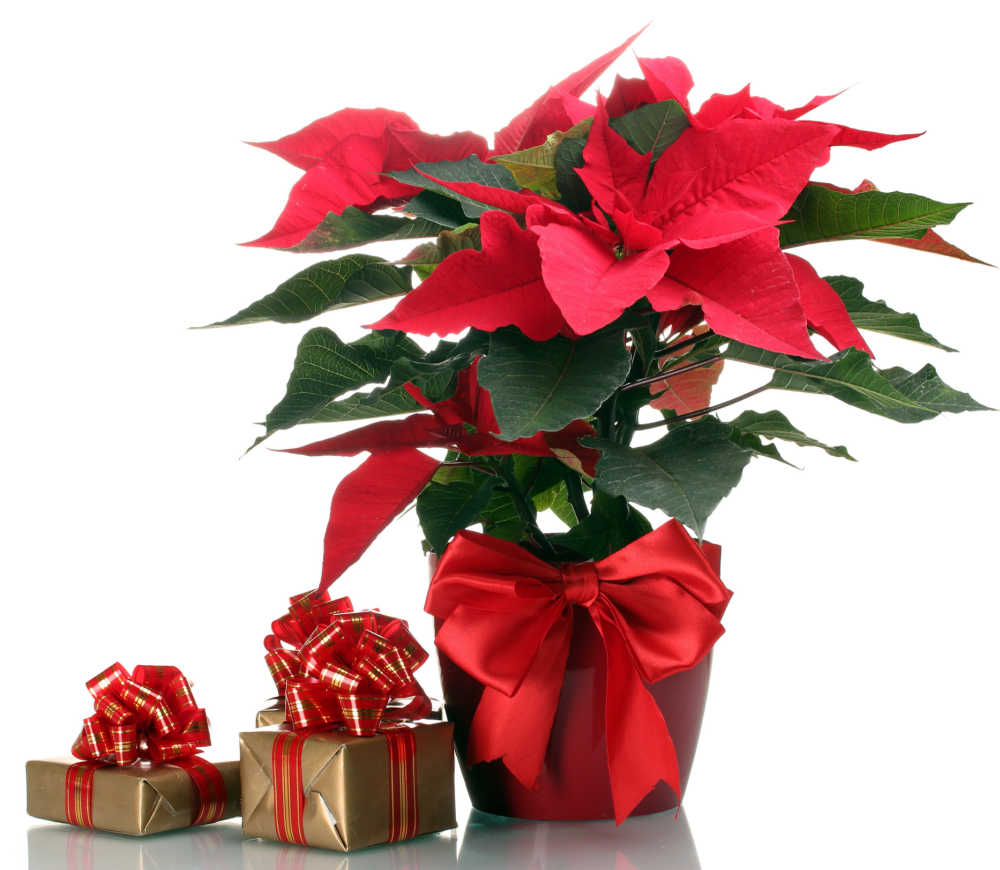 Poinsettia em vaso e pequenos presentes.
