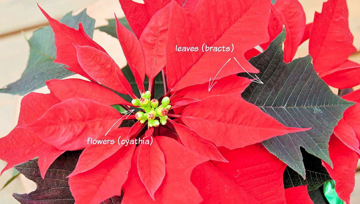 Folhas vermelhas da planta de poinsettia com pequenas flores amarelas, rotuladas com palavras e setas.