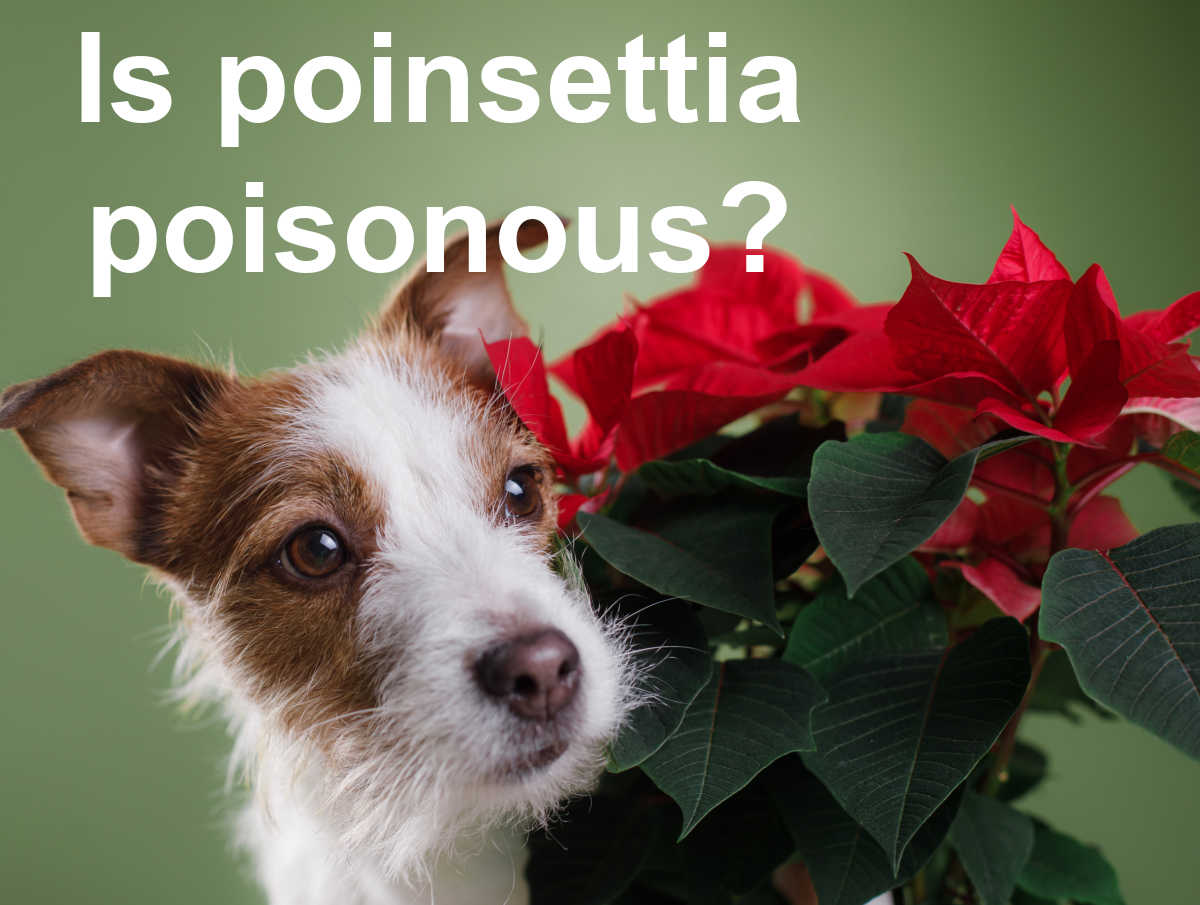 Terrier e planta de poinsettia com palavras é a poinsettia venenosa?