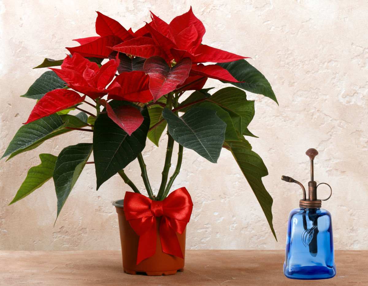 Poinsettia em um vaso com um borrifador azul para umidade.