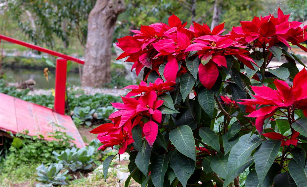 Poinsettia crescendo ao ar livre perto de algumas escadas vermelhas.